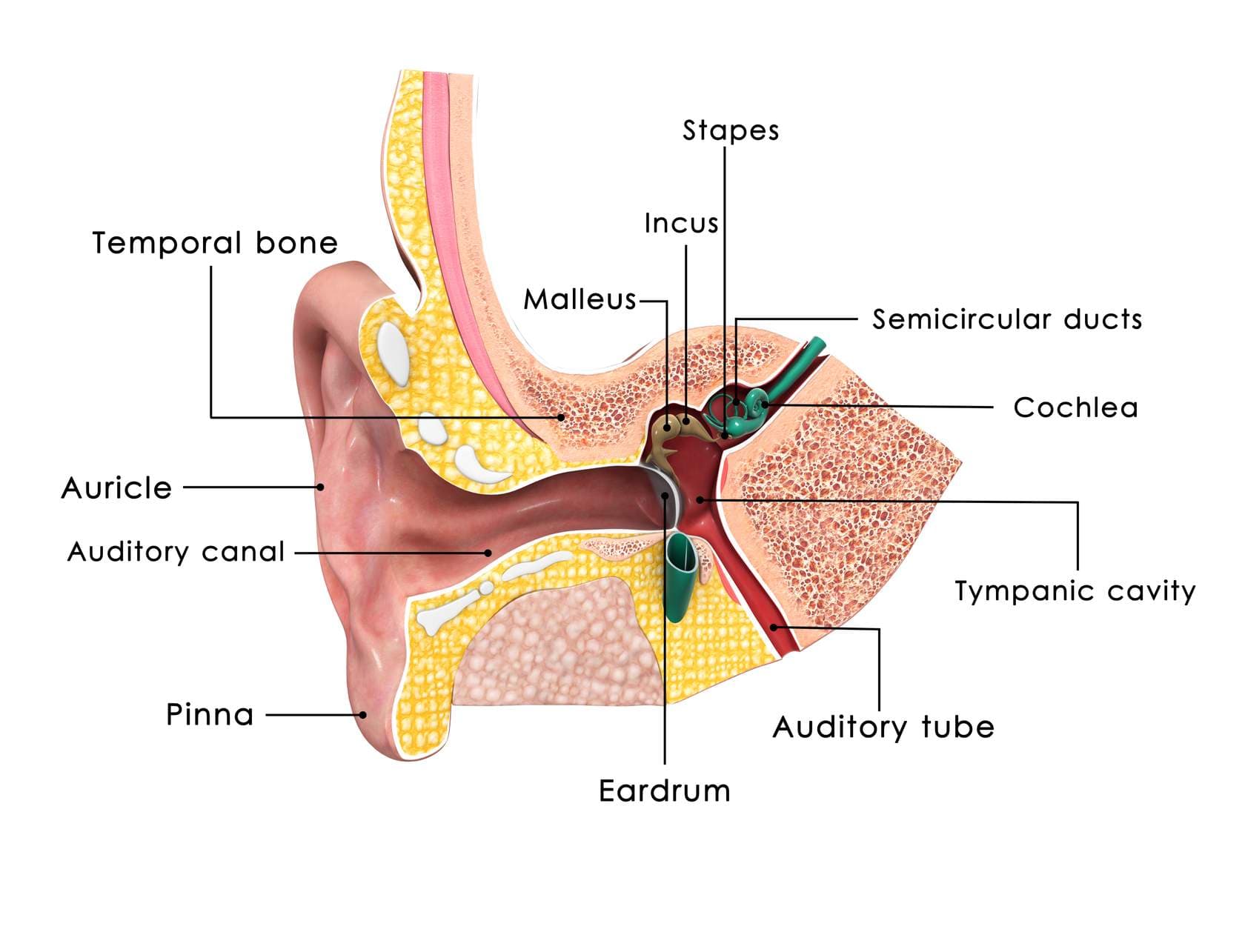 Cover of the Hearing Protection course, from the platform